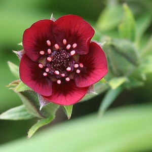 Potentilla - Monarch&#39;s Velvet seed