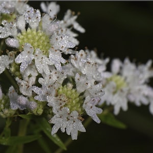 Pycnanthemum Virginianum - Mountain Mint seed