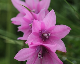 Dierama Adelphicum seed