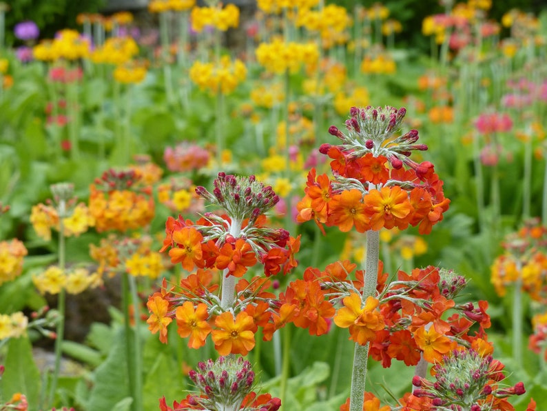 Primula X Bulleesiana Candelabra Mixture Seed Etsy