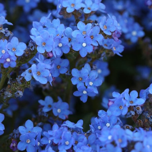 Anchusa Capensis - Blue Angel Bugloss seed