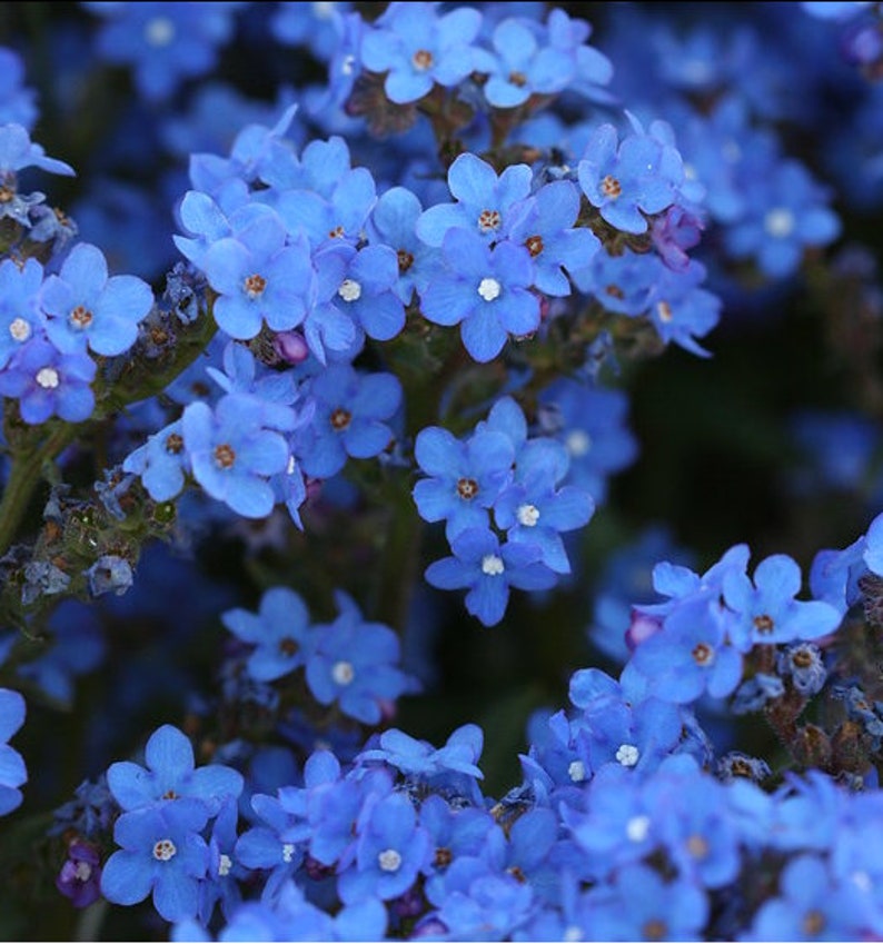 Anchusa Capensis Blue Angel Bugloss seed image 1