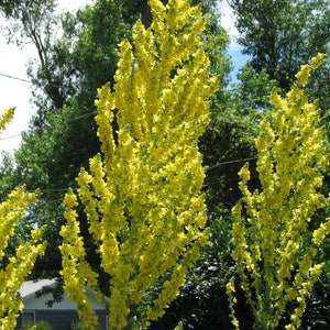 Verbascum Olympicum seed