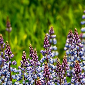 Lupinus perennis - Perennial Lupine seed