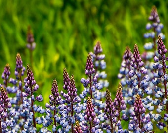 Lupinus perennis - Perennial Lupine seed