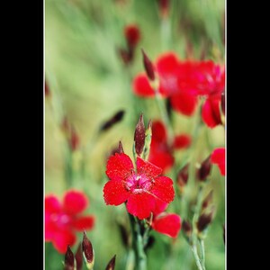 Dianthus Deltoides Confetti Deep Red seed image 3