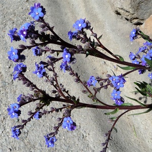 Anchusa Capensis Blue Angel Bugloss seed image 5