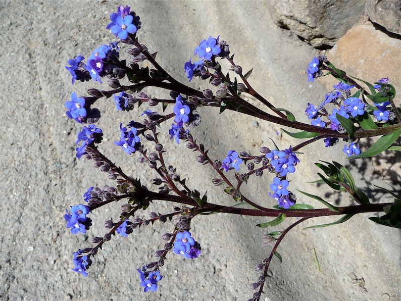 Anchusa Capensis Blue Angel Bugloss seed image 5