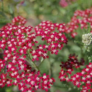 Achillea Millefolium - Cassis seed