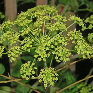 Peucedanum Verticillare - Giant Hog Fennel seed
