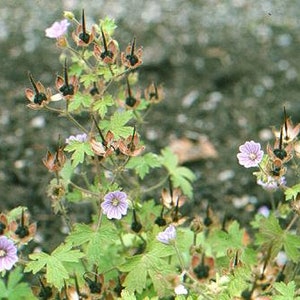 Geranium Bohemicum seed image 2