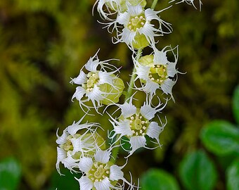 Tellima Grandiflora -Bigflower Tellima seed