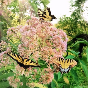 Eupatorium Purpureum - Sweet Joe Pye seed