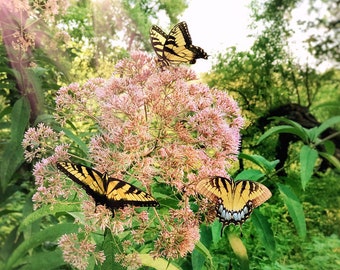 Eupatorium Purpureum - Sweet Joe Pye seed