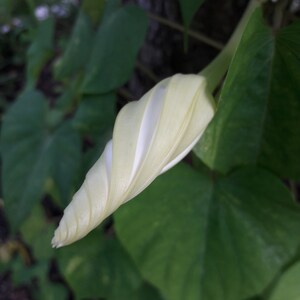 Ipomoea Alba Moon Vine seed image 4