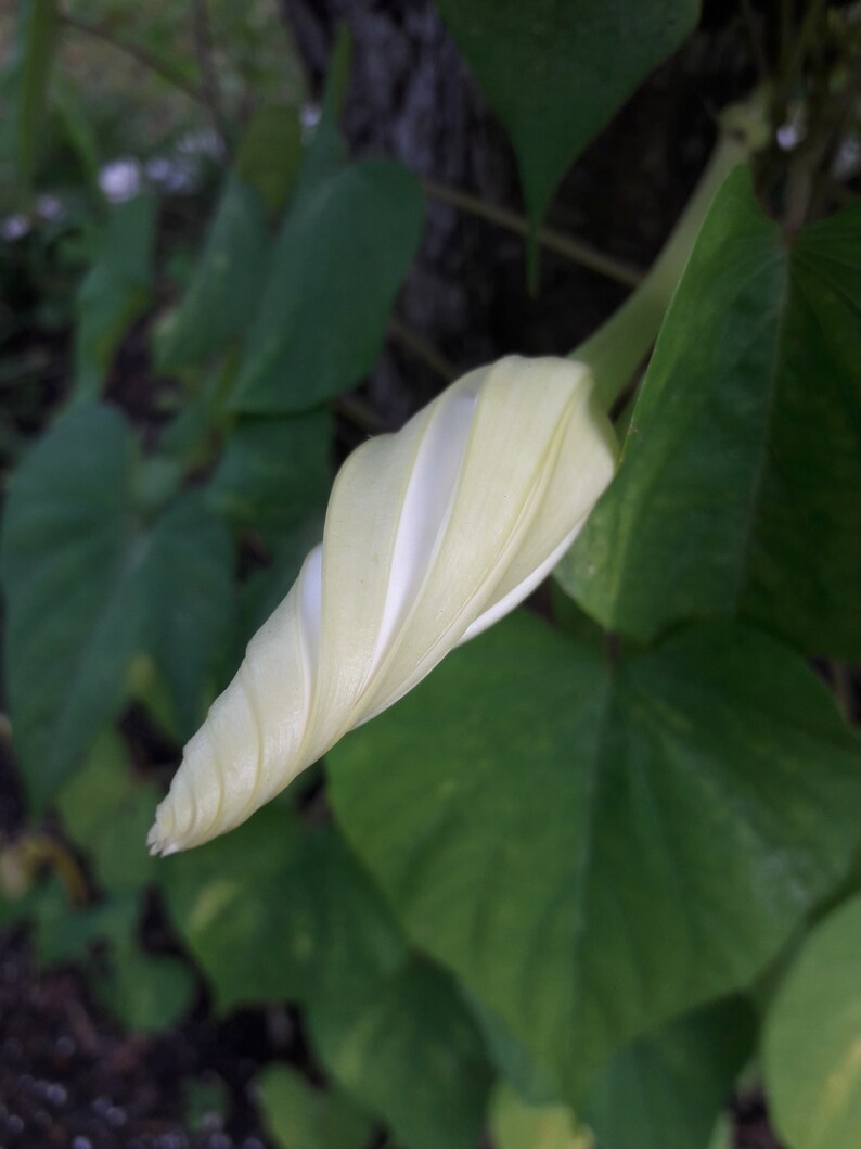 Ipomoea Alba Moon Vine seed image 4