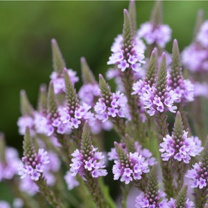 Verbena Hastata - Pink Spires seed