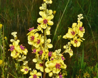 Verbascum Chaixii - Yellow seed