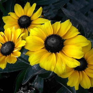 Rudbeckia Hirta - Black-Eyes Susan Seed
