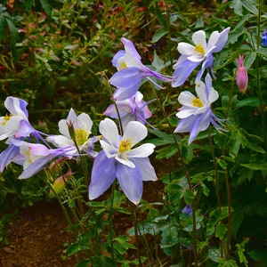 Aquilegia Caerulea Blue Rocky Mountain Columbine seed image 4