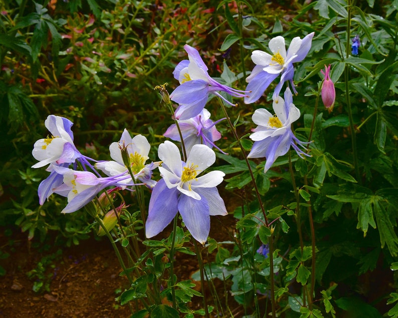 Aquilegia Caerulea Blue Rocky Mountain Columbine seed image 4