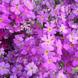 Primula Malacoides  - Lavender Fairy Primrose  seed