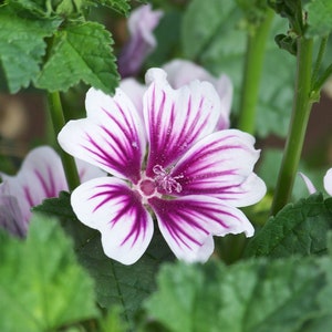 Malva Sylvestris Zebrina seed image 3