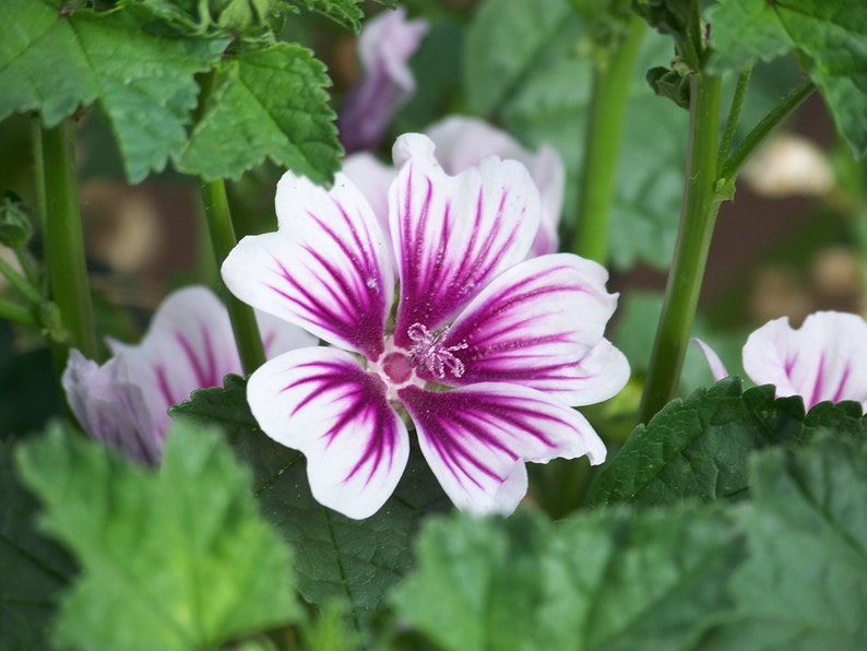 Malva Sylvestris Zebrina seed image 3