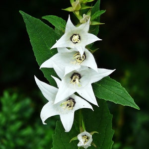 Campanula Latifolia var. Macrantha Alba seed image 4