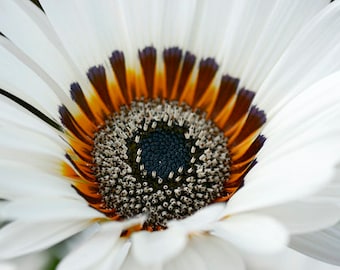 Venidium fastuosum - White Cape Daisy seed