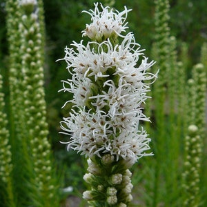 Liatris Spicata Floristan white seed image 2