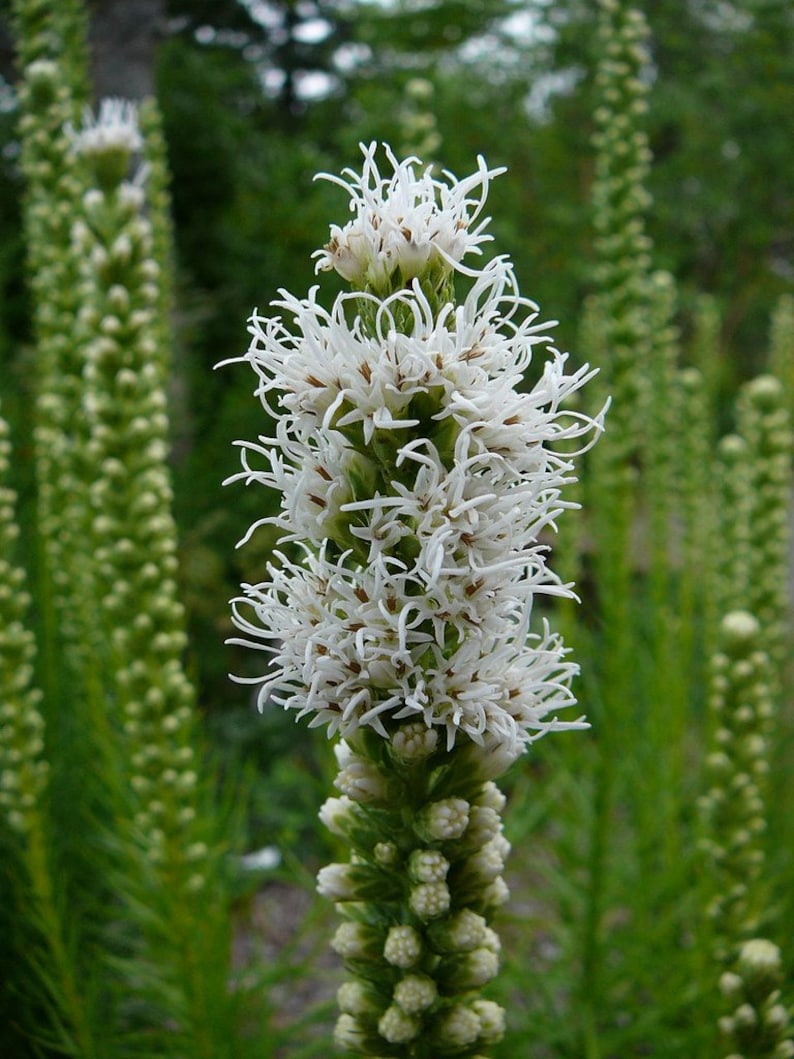 Liatris Spicata Floristan white seed image 2