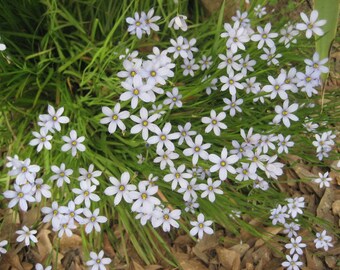 Sisyrinchium - Mixed color seed