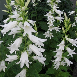 Campanula Latifolia var. Macrantha Alba seed