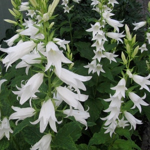 Campanula Latifolia var. Macrantha Alba seed image 1