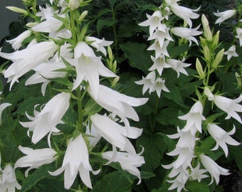 Campanula Latifolia var. Macrantha Alba seed