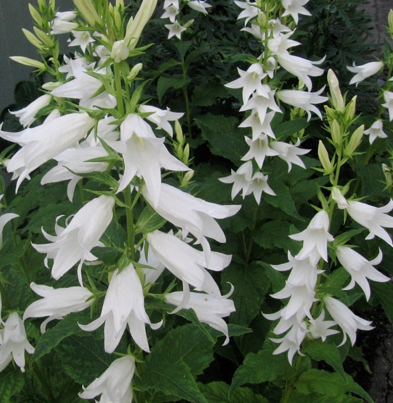 Campanula Latifolia var. Macrantha Alba seed image 1