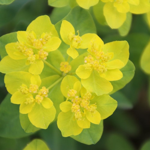 30+ Euphorbia Polychroma Seeds – Perennial, Full Sun/Patch Shade, Zones 3-10 – Fresh This Year