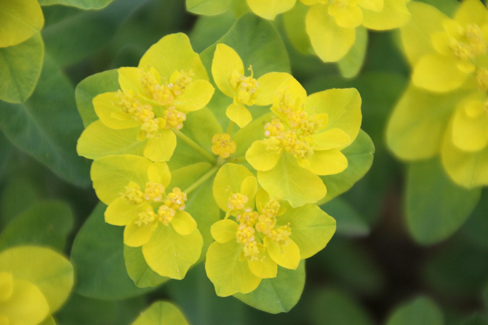 Euphorbia Polychroma Cushion Spurge seed 75 cent Shipping Etsy
