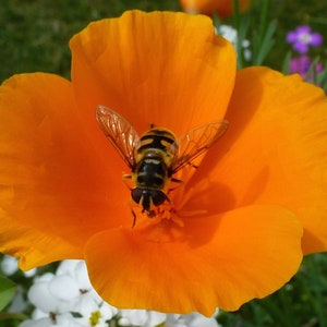 Poppy - Nudicale Californica - California Poppy Mix seed