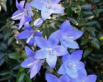 Campanula Pyramidalis color mix - Chimney Bellflower seed