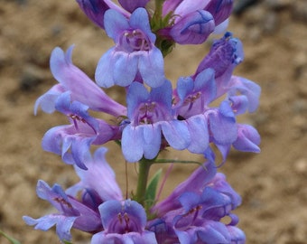 Penstemon Strictus - Rocky Mountain Penstemon seed