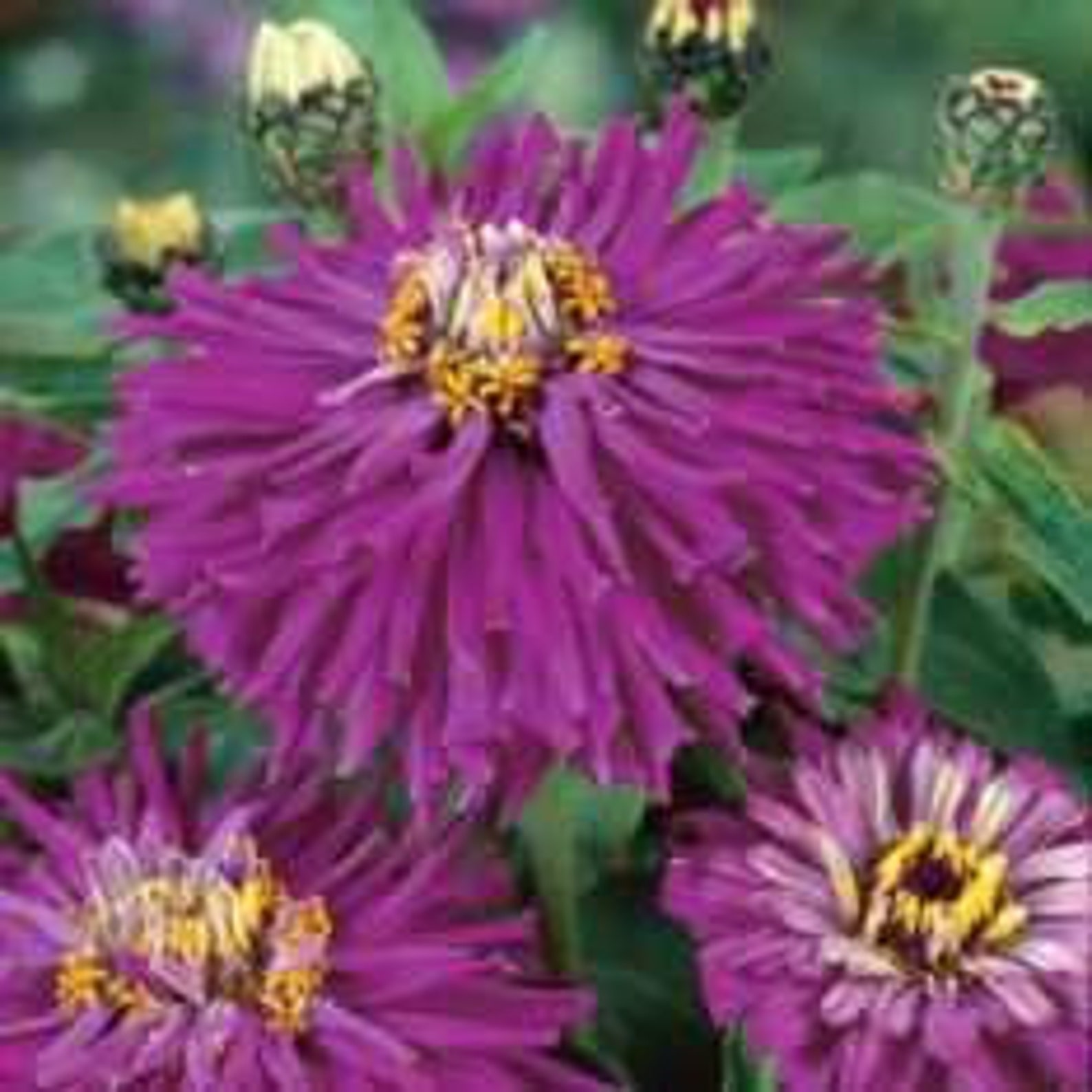 Zinnia Cactus Mix seed 75 cents Shipping on single or Etsy