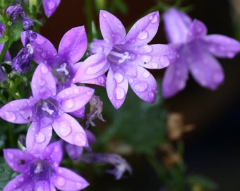 Campanula Rigidipila - Bellflower seed