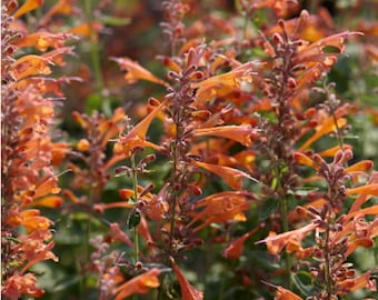 Agastache Aurantiaca - Hybr. Tango seed