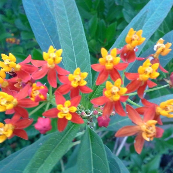 Asclepias Curassavica or Tropical Milkweed seed