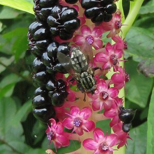 Phytolacca - Laka Boom seed