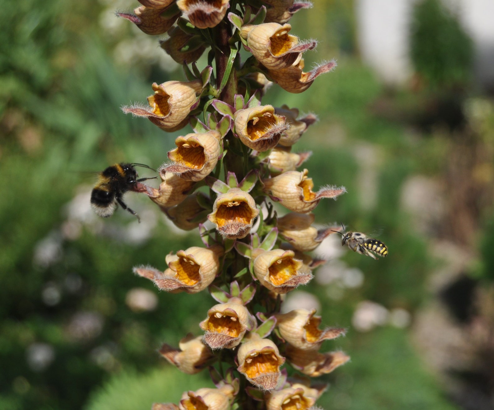 Digitalis Ferruginea Gigantea Rusty Foxglove seed only 75 Etsy