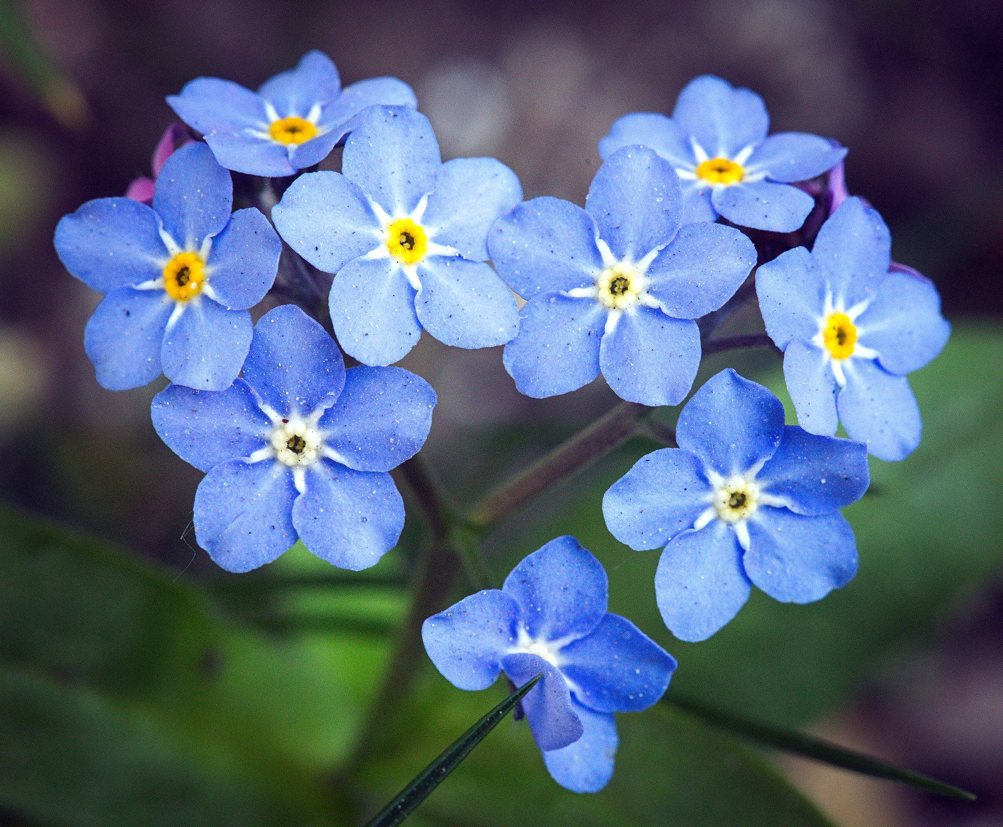 Forget-me-not Myosotis Sylvatica Photograph by Natural History