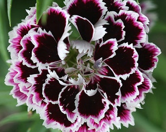 Dianthus Heddewigii Black & White - Japanese Pinks  seed